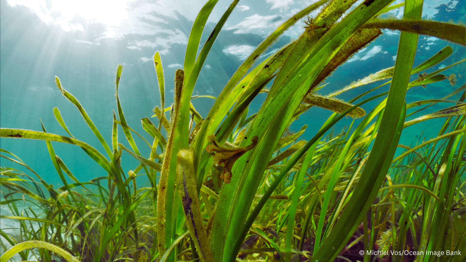 Cover photo: © Michiel Vos - Ocean Image Bank