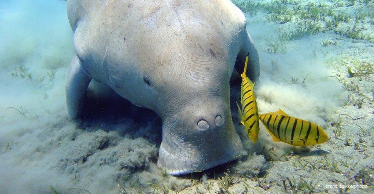 Dugong ©Flickr Photos
