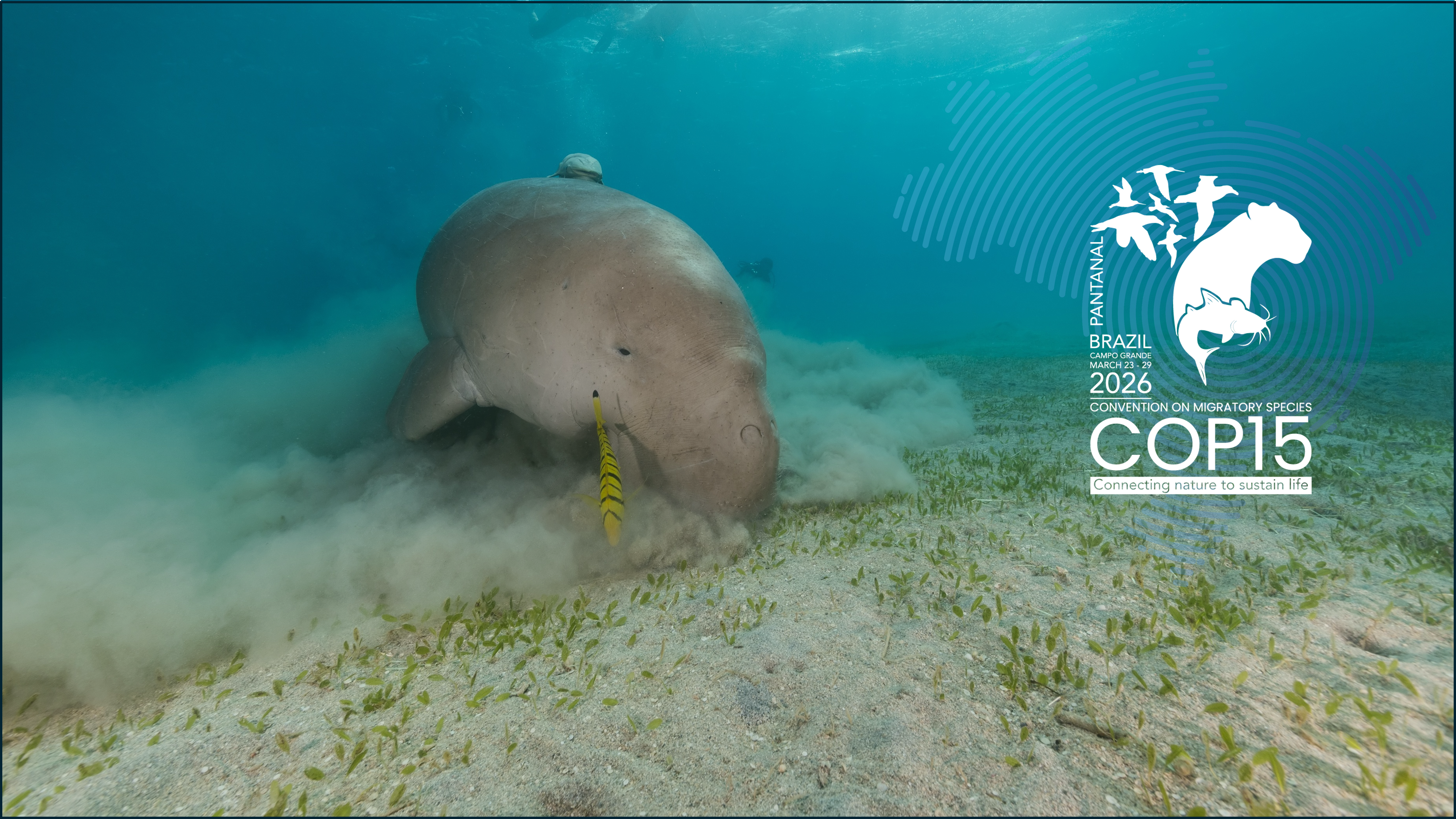 © GEF Dugong & Seagrass Conservation Project (GEF) DSCP