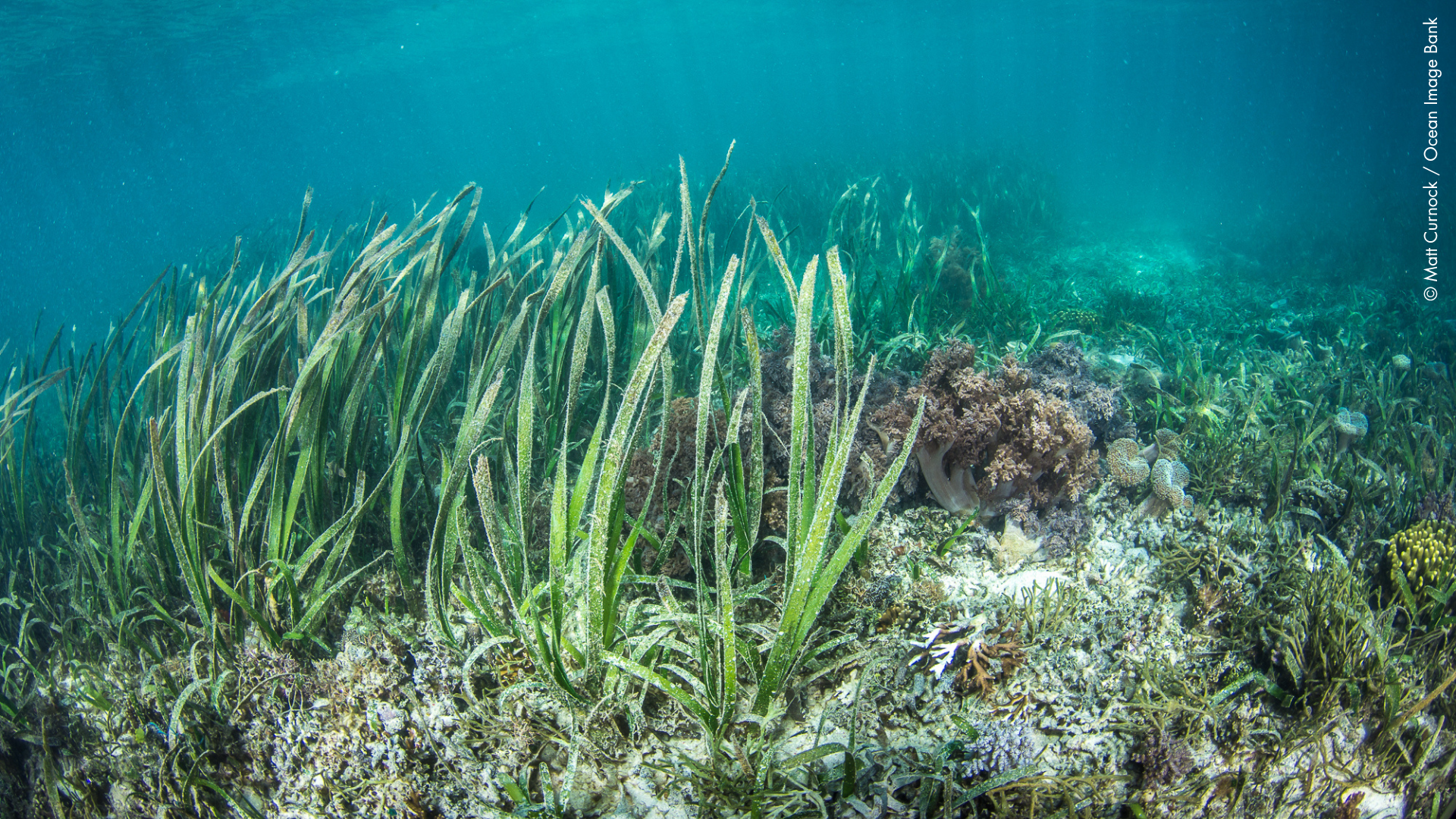 Seagrass and Coral © Matt Curnock / Ocean Image Bank