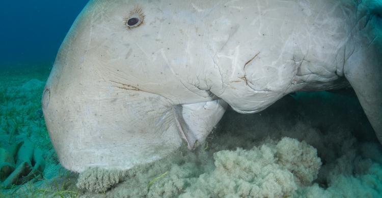 A dugong foraging seagrass. Photo courtesy of Fergus Kennedy.