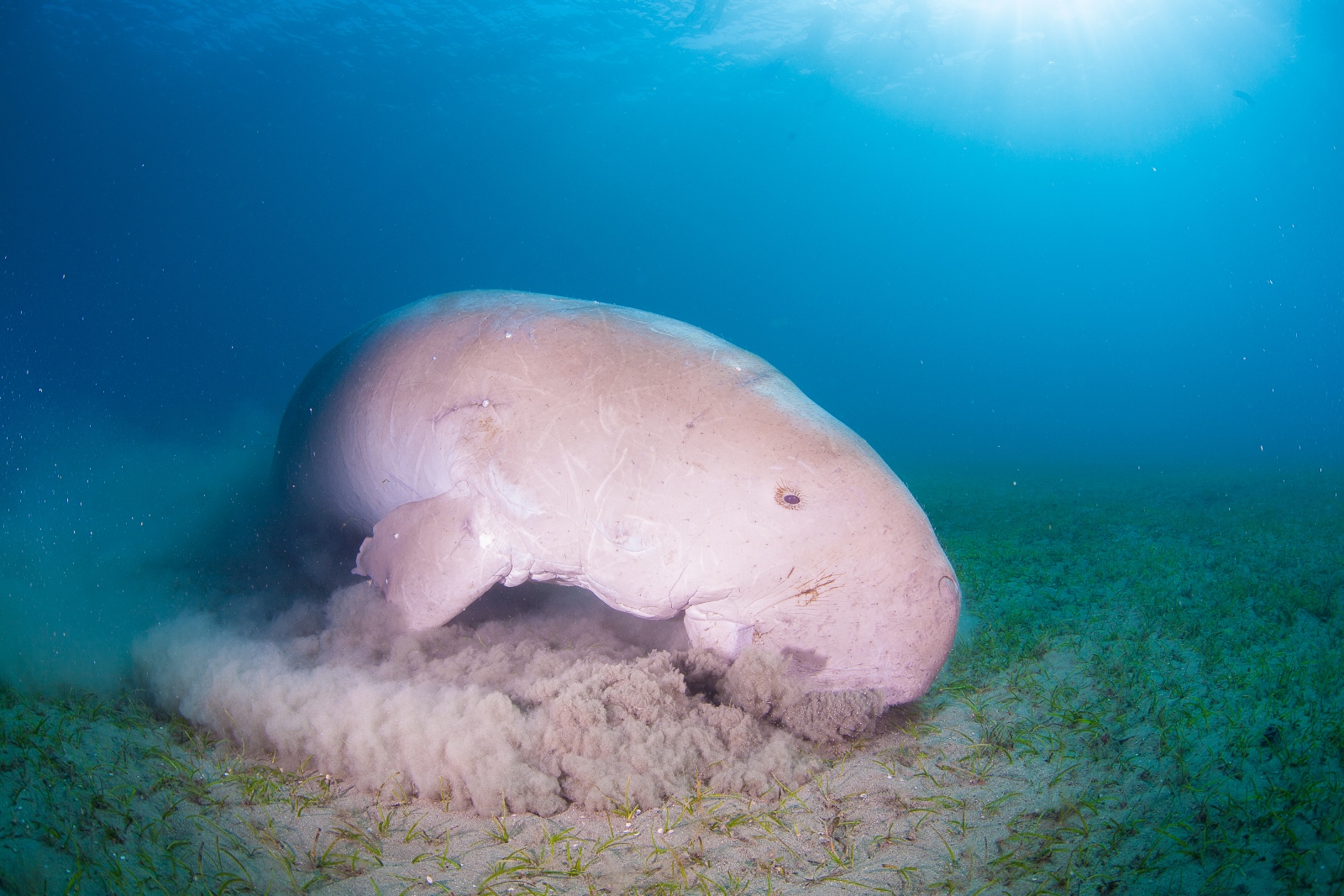Dugong © Fergus Kennedy