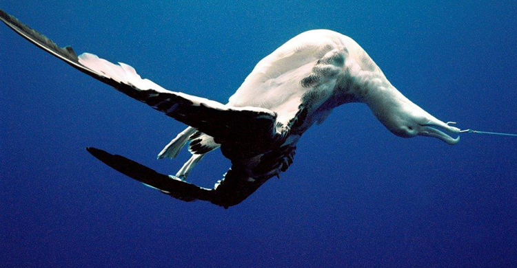 Albatros © Projeto Tamar Brazil/Marine Photobank