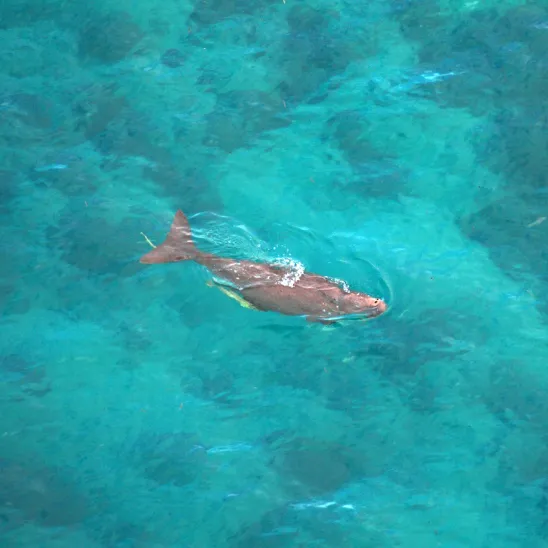 Thailand Hosts First International Conference on Dugong Conservation from Stranding to Captive Caring