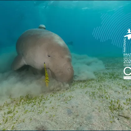 Stronger Together: Advancing Seagrass and Dugong Conservation at CMS COP15