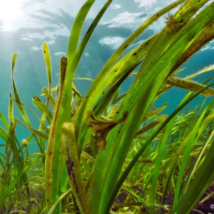 Celebrating World Seagrass Day: Restoring Vital Ecosystems for a Sustainable Future