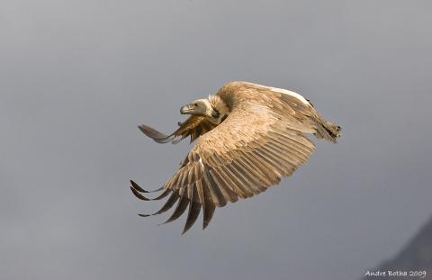 African White-backed Vulture