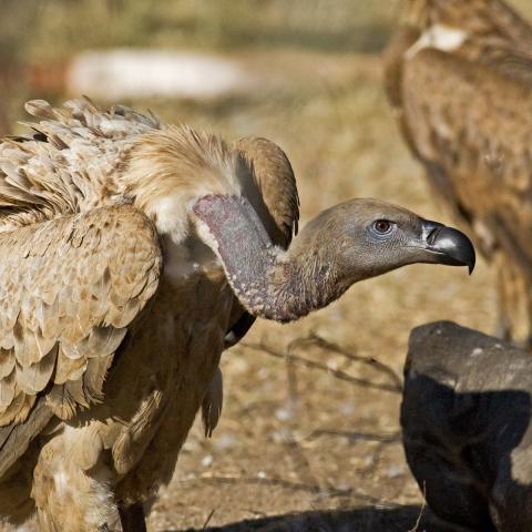 Cape vulture @ Andre Botha_square