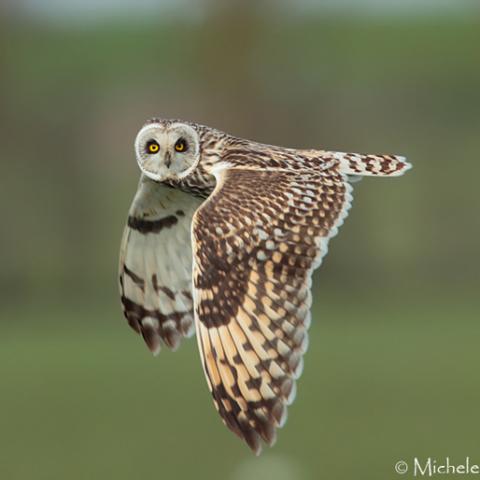 Short eared Owl_5 - Copyright Michele Mendi_square