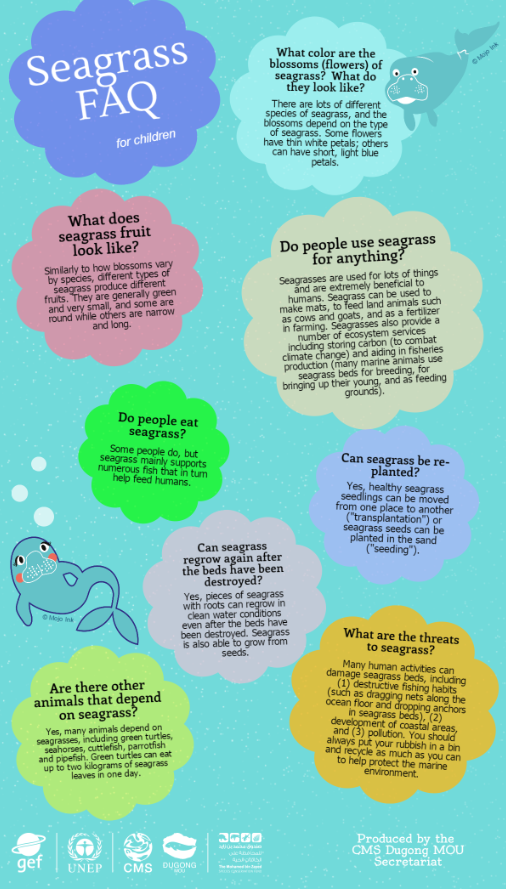Seagrass FAQ