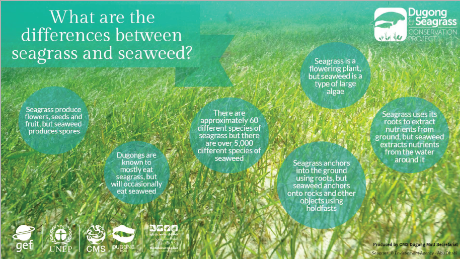 Infographic: Seagrass vs Seaweed