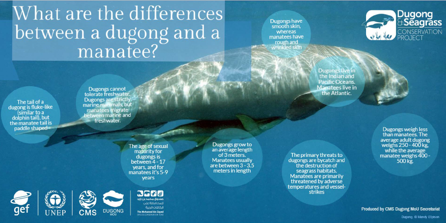 Infographic: Dugong vs Manatee