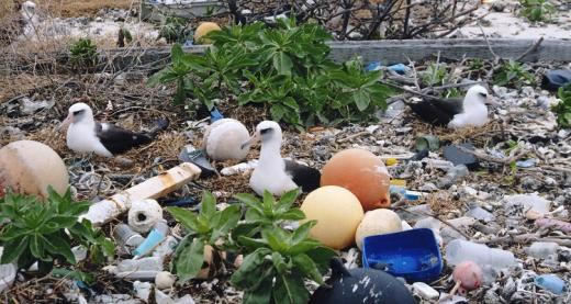 © Steven Siegel / Marine Photobank