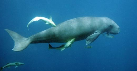 Dugong © Mandy Etpison