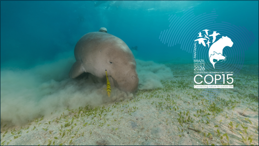© GEF Dugong & Seagrass Conservation Project (GEF) DSCP
