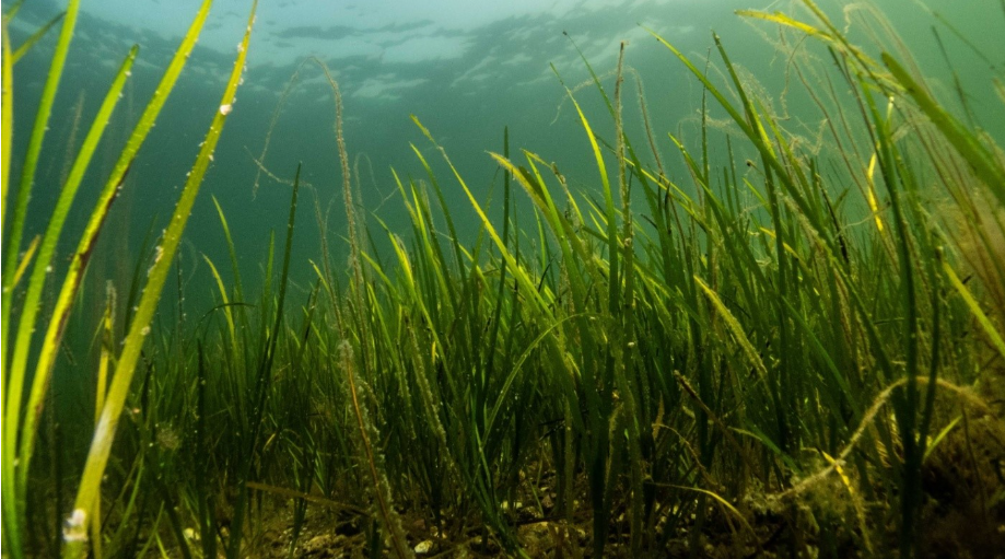 Seagrass (Zostera marina), Sweden © Ben Jones / Ocean Image Bank 