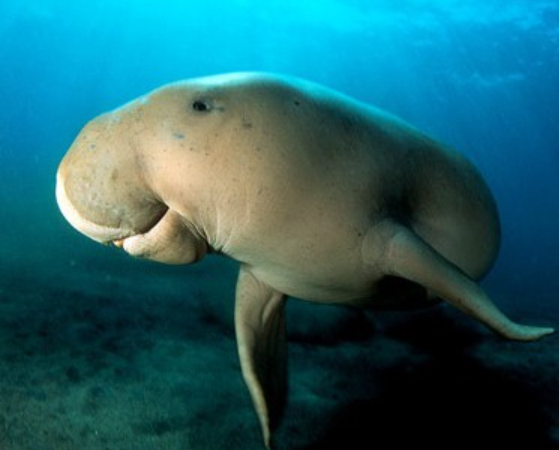 Dugong dugon © NCCA Official, CC BY-NC-SA 2.0, via flickr.com 